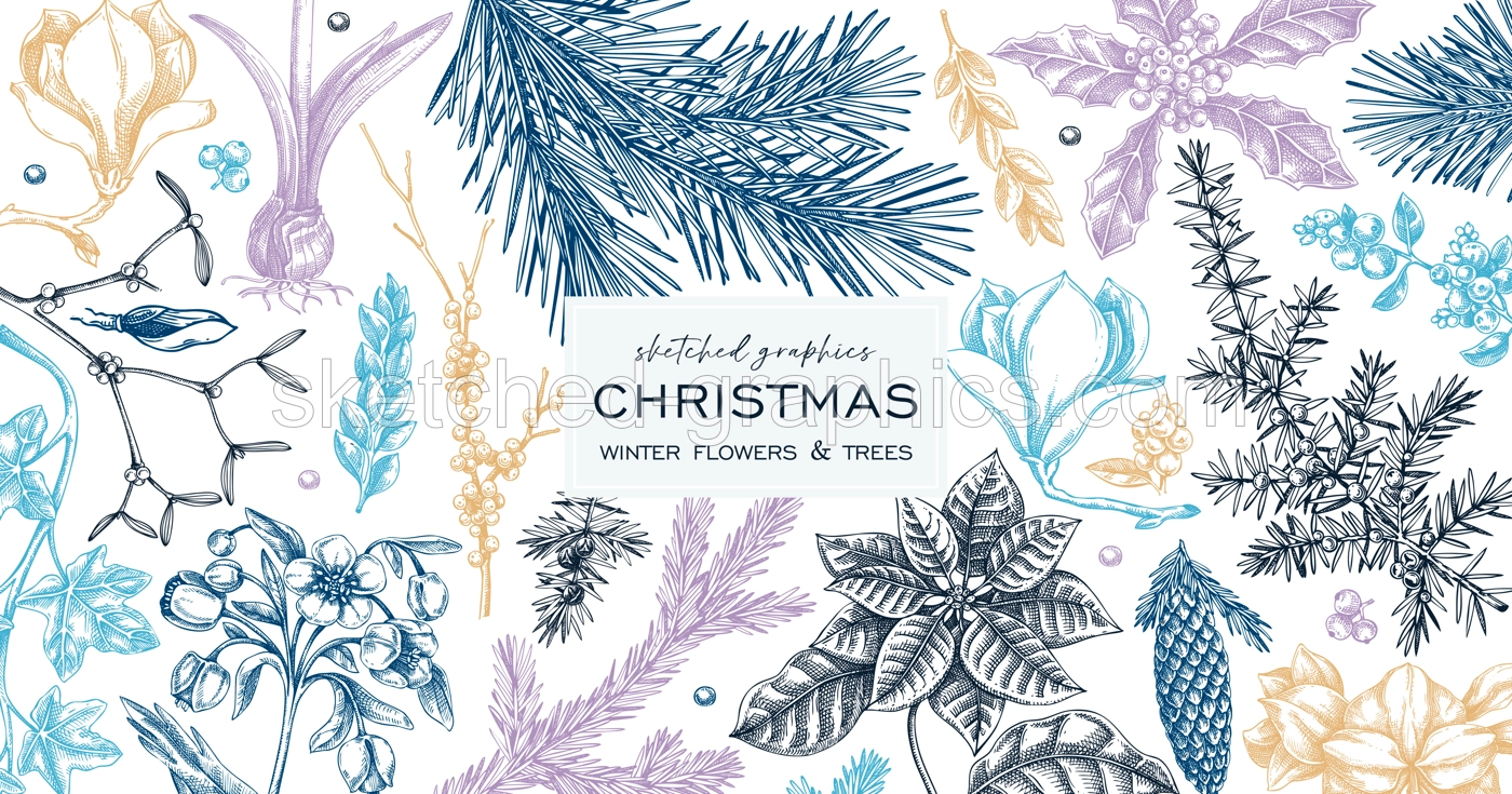 Christmas banner design. Winter plants vintage background. Conifer trees, winter flowers, berry sketches. Hand drawn vector illustration. NOT AI generated Illustration